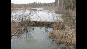 Жизнь бобров.