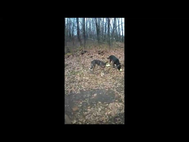 ✔Кормлю пёсиков бездомных.#shorts✔