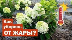 КАК УБЕРЕЧЬ метельчатые гортензии ОТ ЖАРЫ // Самый простой способ