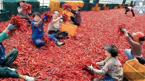 Корейские фабрики по производству приправ. Как создаются повседневные приправы.