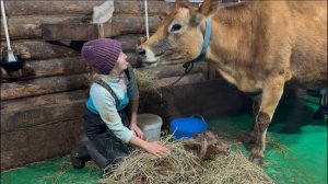 Всё пошло не по плану! Сложный отёл у джерсейской коровы! Понесли потери среди ягнят..
