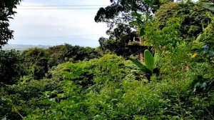 Самуи☀️кафе на дереве, водопад💥Таиланд