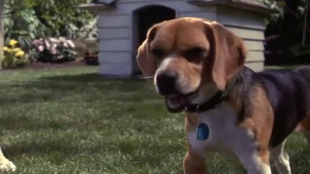 Официальный трейлер "Кошки против собак / Cats and Dogs (2001)" смотреть онлайн