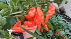 Самый АРОМАТНЫЙ СЛАДКИЙ перец! обзор сорта ХАБАНЕРО ХАБАНАДА!