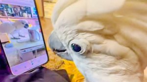 УРА! Попугаю Жорику прилетело ВИДЕО-ПИСЬМО от его невесты прелестной Киры)))