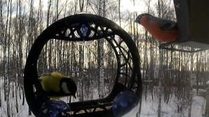 Синицы и снегири