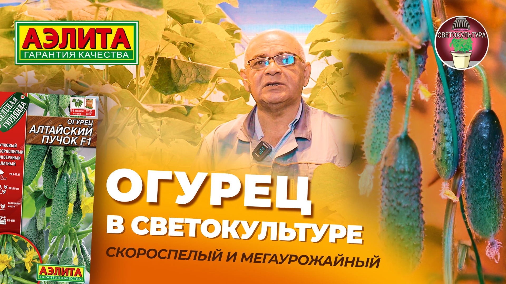 ОГУРЦЫ в СВЕТОКУЛЬТУРЕ! Суперурожайный огурец АЛТАЙСКИЙ ПУЧОК F1 смотреть онлайн