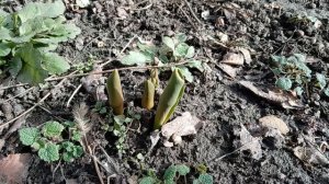 Нажарила лепёшки! Какая погода у нас на юге России! 🌴