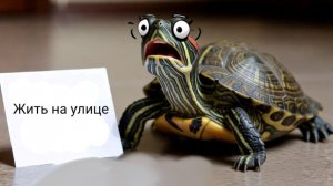 Черепаха Мила делает выбор🤔♥️челендж