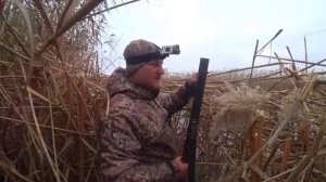 С ДЕДОВСКИМ РУЖЬЁМ В КАМЫШОВУЮ ТАЙГУ. ТЫСЯЧИ ПЕРЕЛЁТНЫХ УТОК ЗИМУЮТ ЗДЕСЬ. Охота