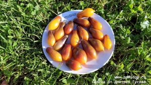 Помидоры Индиго Кумкват — Indigo Kumquat Tomato