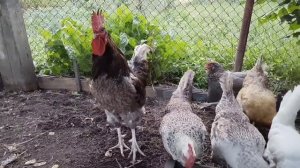 Жора и подружки.