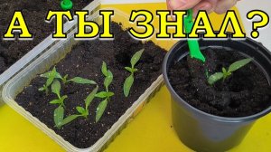 7 ПРАВИЛ удачной пикировки рассады🔥🔥🔥