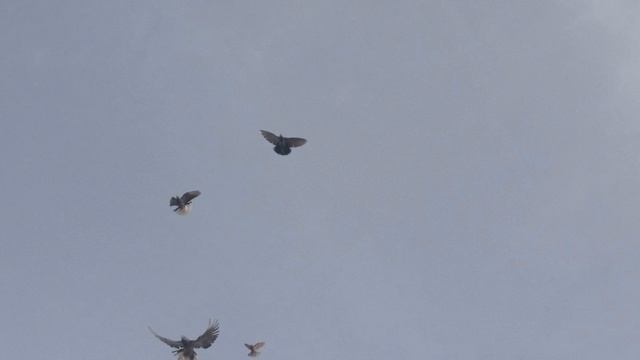 1000084935.mp4 смотреть онлайн