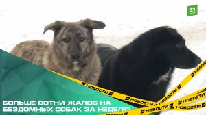 Отлов бродячих животных в Челябинске усилился благодаря работе чат-бота