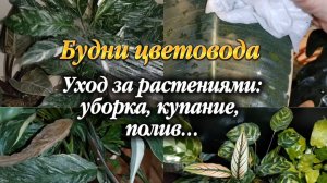 Будни цветовода | Уход за растениями | Уборка, купание, полив и др.