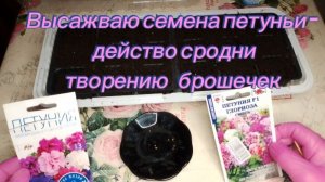 Высаживаю семена петуний - действо сродни творению брошечек