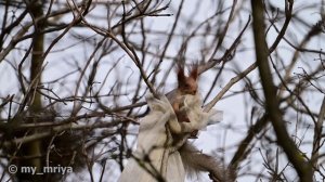 Белка в парке.