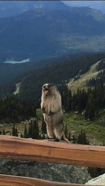 #крутой #суслик #крутой #суслик