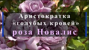 Аристократка «голубых кровей» -  роза Новалис