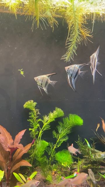 Подкупил новых рыбок