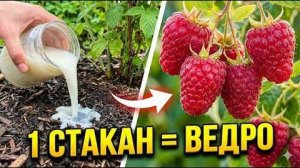 Малина размером с кулак Заставляем куст работать на плодоношение, а не на рост