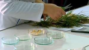 Как на Ставрополье следят за состоянием озимовых культур