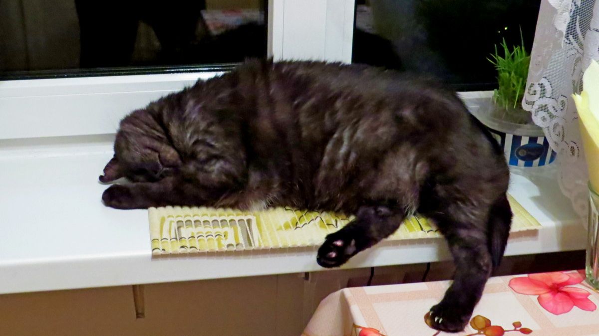 Был у нас любимый кот...