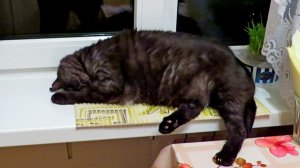 Был у нас любимый кот...