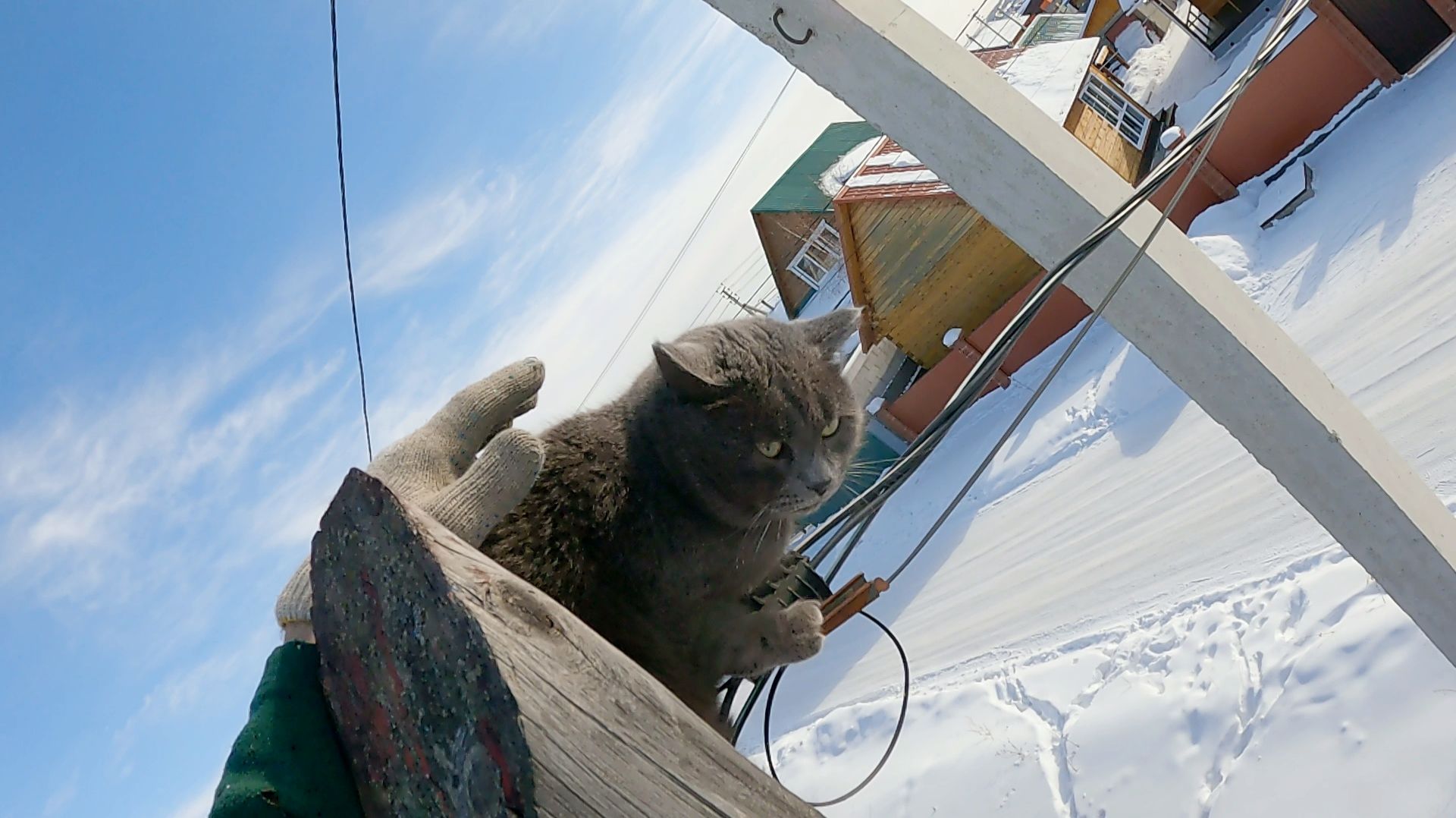 Опять неизвестный... повторный Барсик