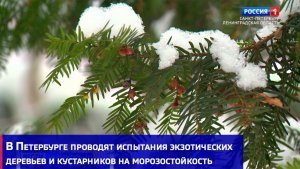 В Петербурге проводят испытания экзотических деревьев и кустарников на морозостойкость