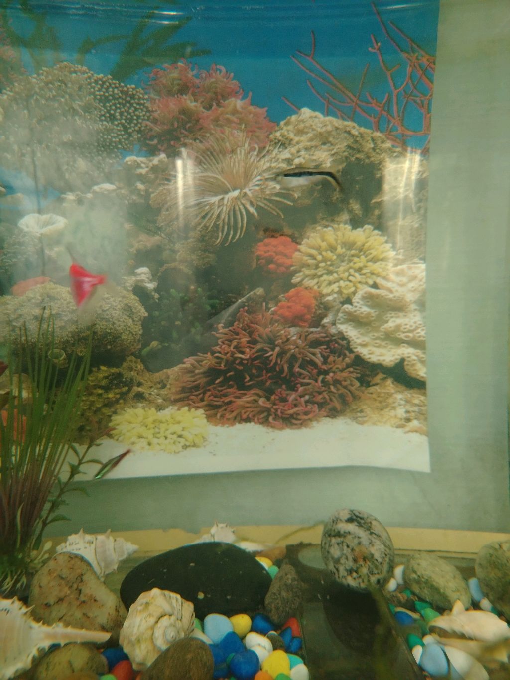 Аквариум рыбки