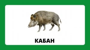 Дикие_животныеmp4