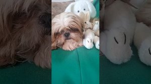 В гостях у ЗвериКишМишки