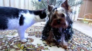 31 ДЕКАБРЯ… И ОНА СКАЗАЛА ЭТО 🐶😳