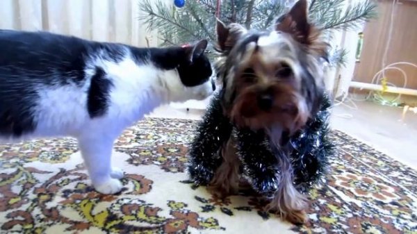 31 ДЕКАБРЯ… И ОНА СКАЗАЛА ЭТО 🐶😳