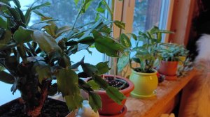 Зелёные истории