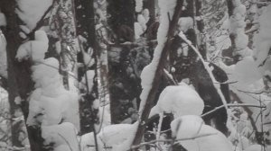 фотоохота на лося с подхода