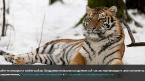 Охотник погиб в результате нападения тигра в Приморском крае