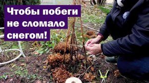 Как не дать снегу сломать метельчатую гортензию: МОЙ СПОСОБ ЗАЩИТЫ