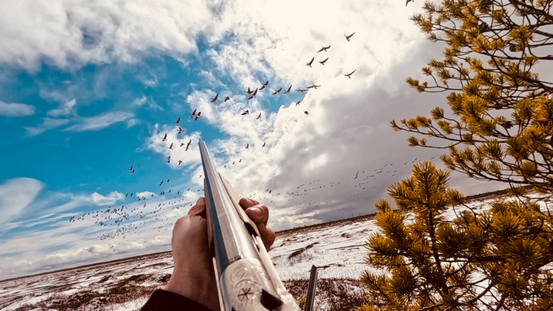 ГУСИНЫЕ НАЛЁТЫ 2024! Гусь ПРЁТ! смотреть онлайн