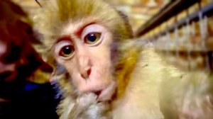 Степка становится истеричным ВОЖАКОМ-ОБЖОРОЙ как и все самцы гамадрил, а мы ПРОДОЛЖАЕМ РЕМОНТ!