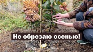 Почему я НЕ ОБРЕЗАЮ метельчатые гортензии ОСЕНЬЮ