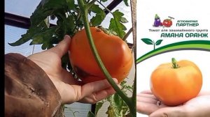 08.09.2025 проводили детей в лагерь/ томаты/шашлыки