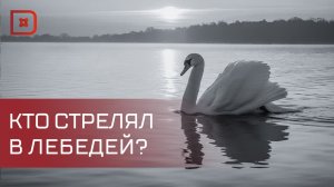 8 мертвых лебедей обнаружили в районе аэропорта