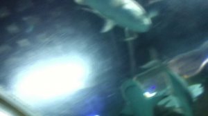 Далянь аквариум