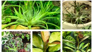 Цветочная новинка! Не удержалась и купила!