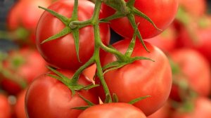 ВЫБИРАЕМ ТОМАТЫ НА НОВЫЙ СЕЗОН ОБЗОР