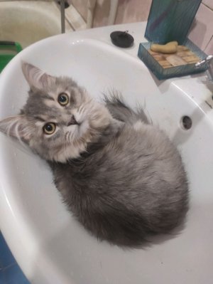 арк эволвед