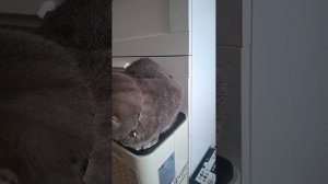 Кошачье утро)